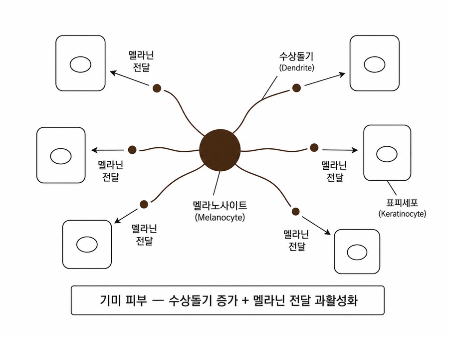 멜라닌은 만들어지는 자리와 옮겨지는 길이 따로 있습니다.