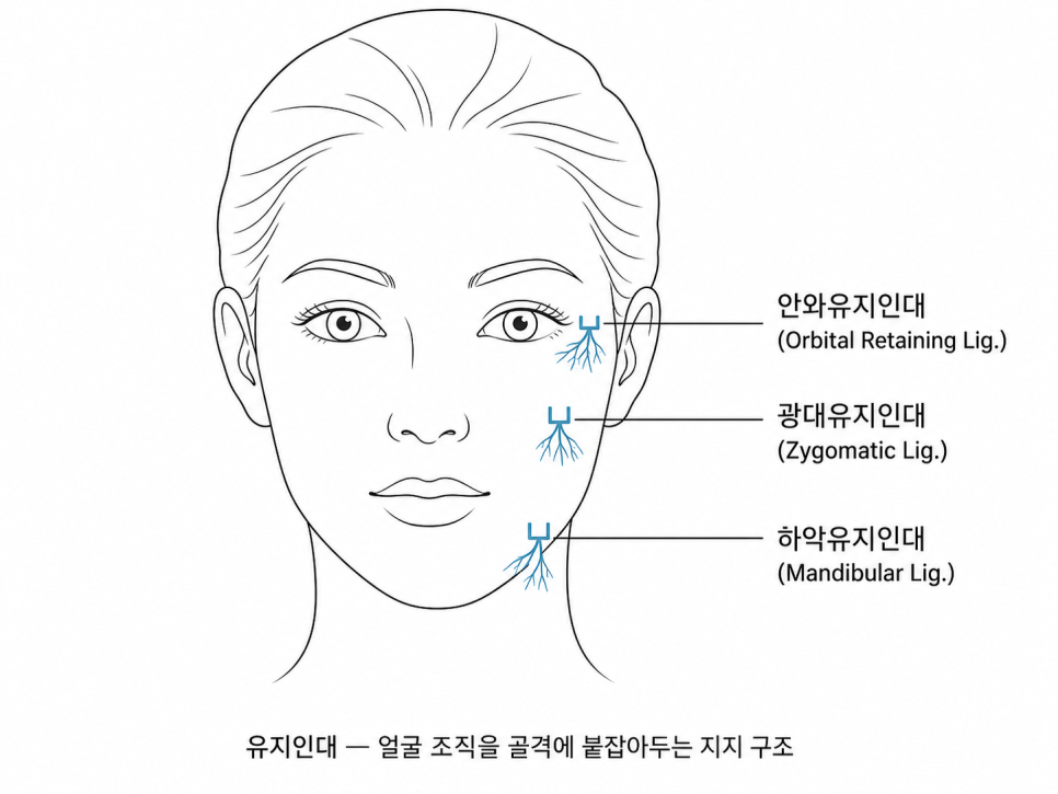 얼굴에는 피부와 뼈를 잇는 인대가 정해진 자리에 있습니다.
