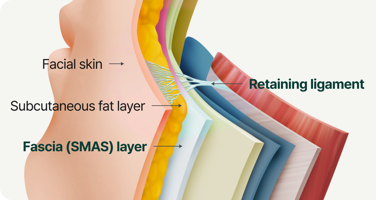 얼굴은 한 덩어리가 아니라 여러 층으로 이루어져 있습니다. 특히 SMAS(fascia layer)와 retaining ligament는 얼굴 구조를 받쳐주는 핵심 지지층입니다